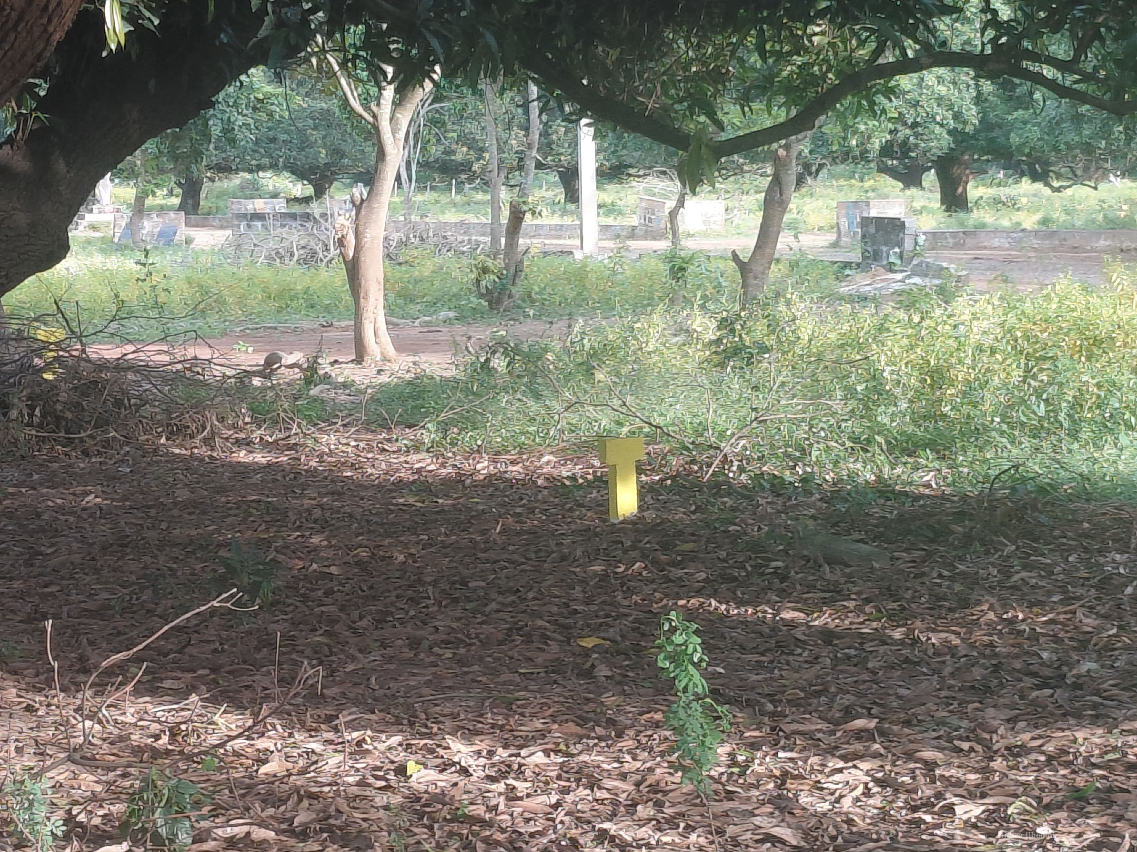 Plot Property in Ammavarigudem, Agiripalle