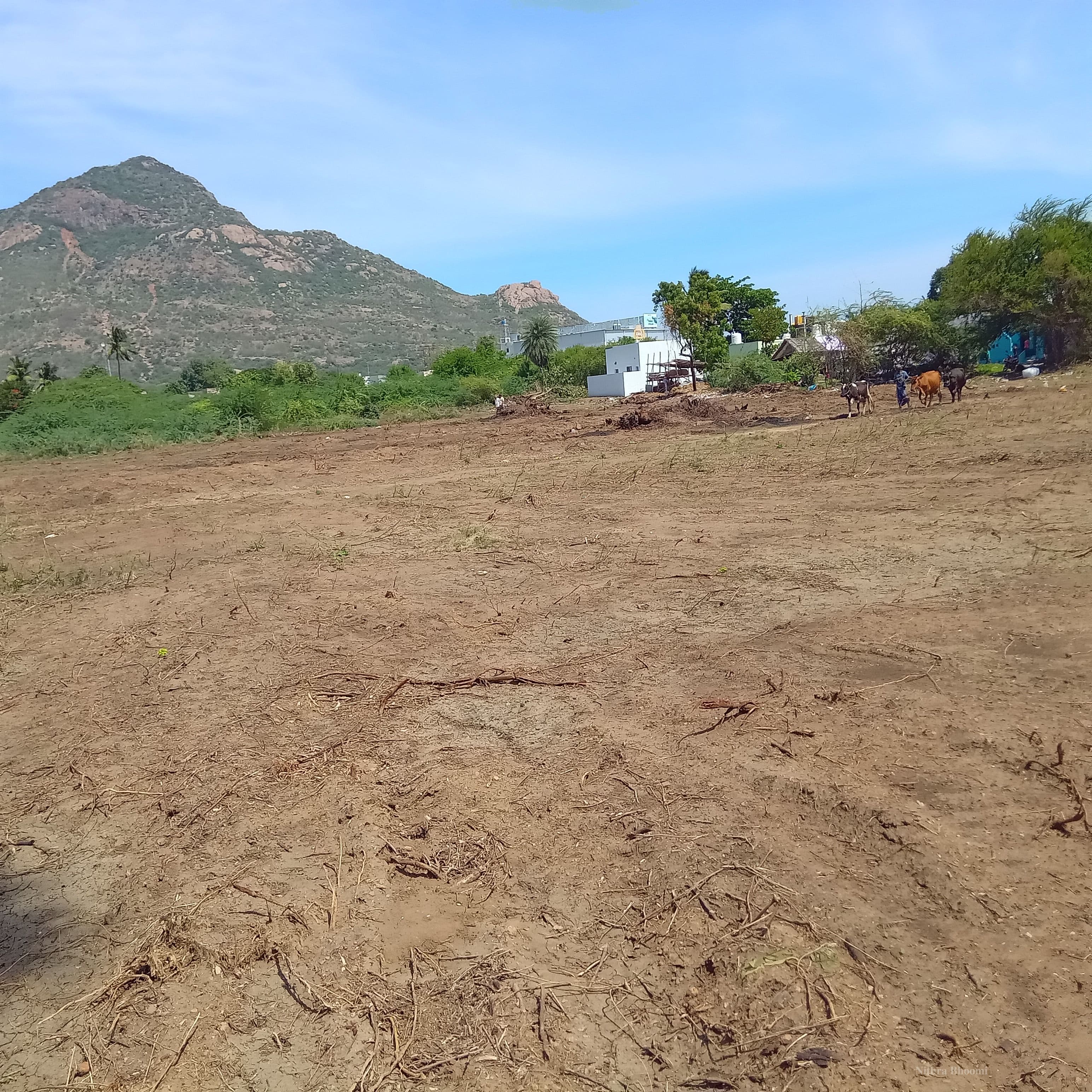 Agricultural Land Property in Mathalangulam, Tiruvannamalai
