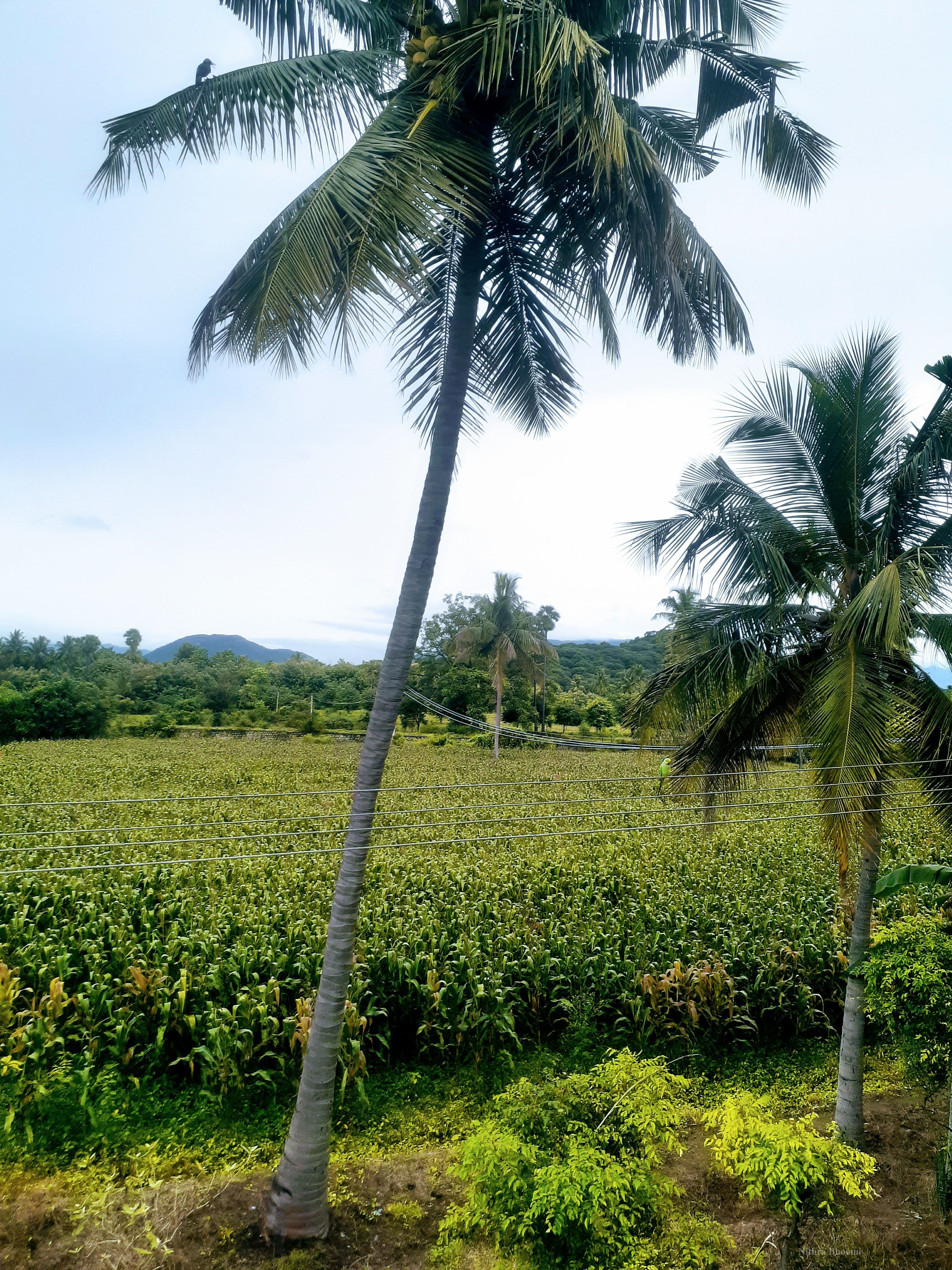 Agricultural Land Property in Kurinchi Nagar, Vazhapadi