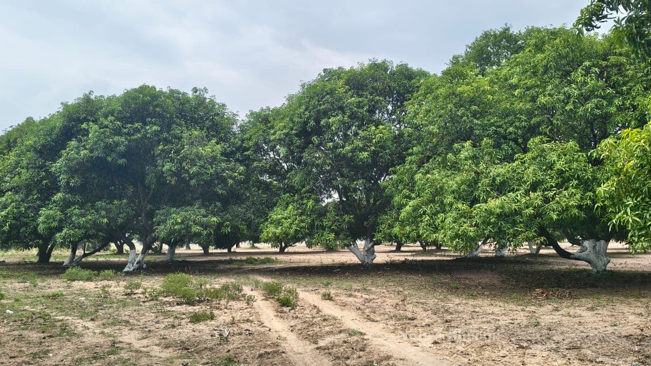 Agricultural Land Property in Arambakkam