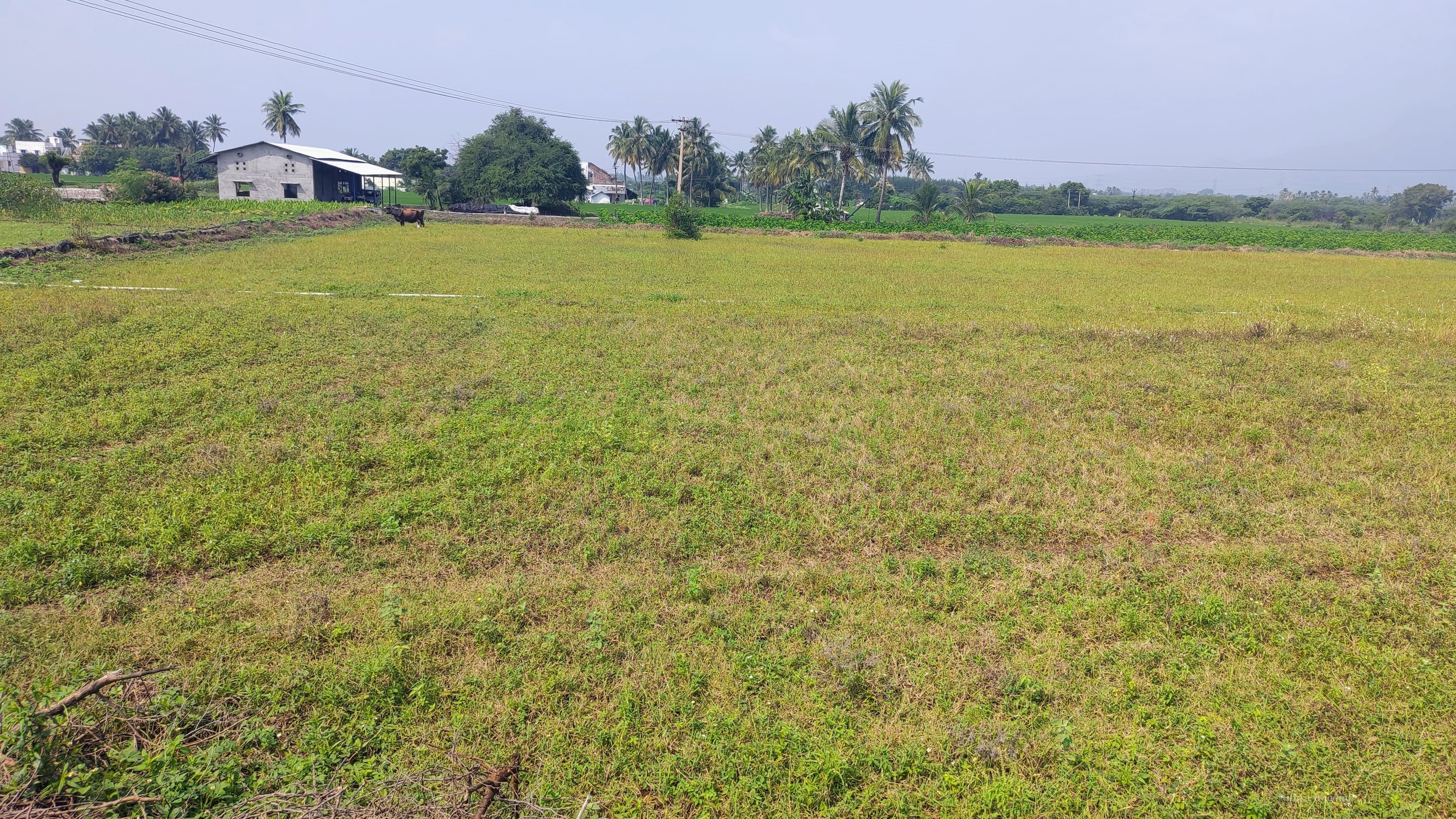 Agricultural Land Property in Sellipalayam